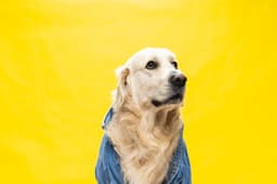 Smart Pet Tag