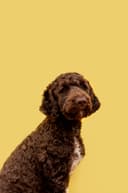 Smart Pet Tag